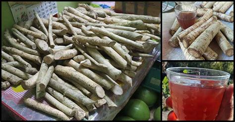what is alingatong tree|Alingatong Roots: An Effective Natural Remedy For Enlarged .